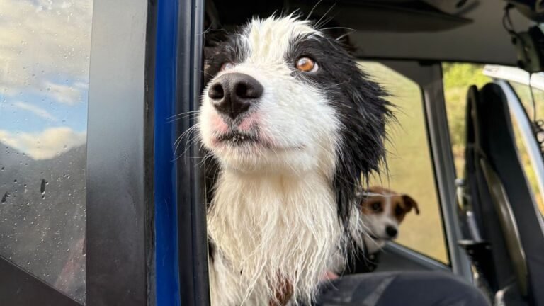 Lost Dog Molly Rescued Two Weeks After a 180-Foot Waterfall Fall