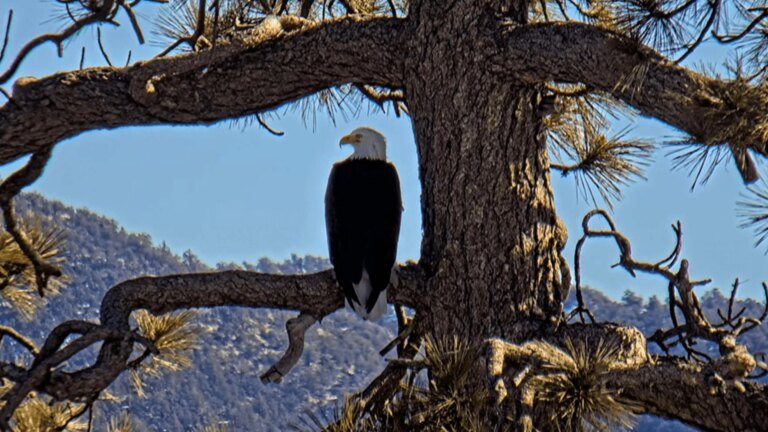 Big Bear bald eagles, live cam stars, need help to save their home