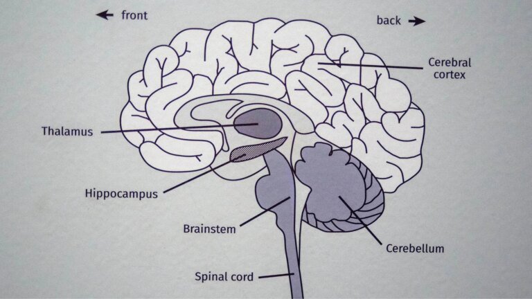 Study shows that damage from cognitive decline can be reversed