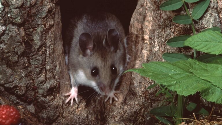What Backpackers Should Know About Hantavirus, According to an Expert