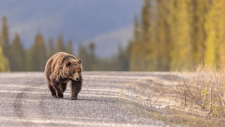 Zinke Demands Grizzly Delisting After Park Attacks; Scientists Push Back