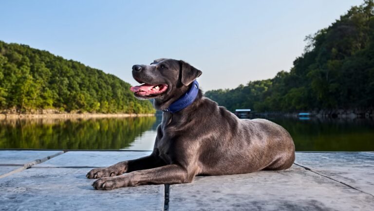 The Safest Way to Freedom for Your Dog