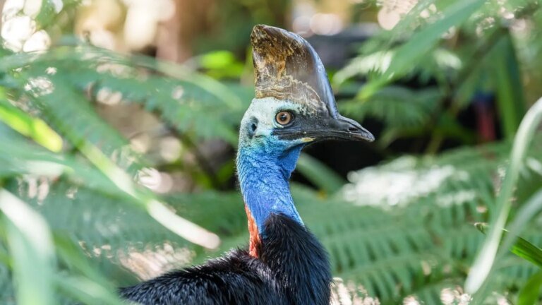 Meet The Cassowary — The Bird That Can Disembowel A Human With One Kick
