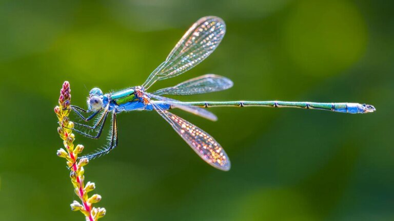 Meet The Dragonfly — The World’s Deadliest Hunter With A 95% Kill Rate