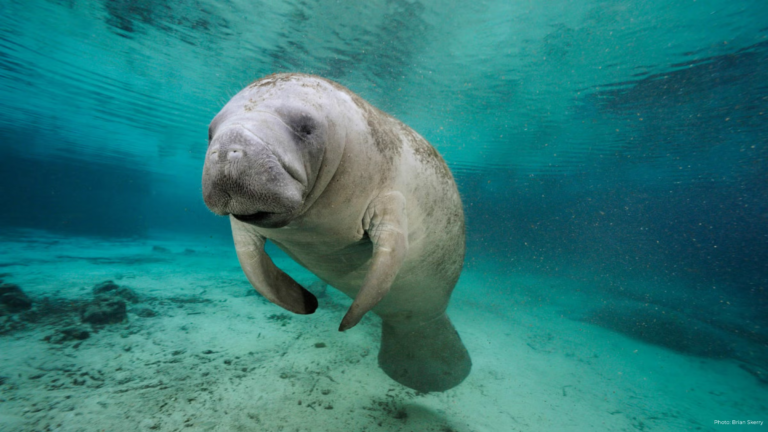 What Wildlife Needs Now