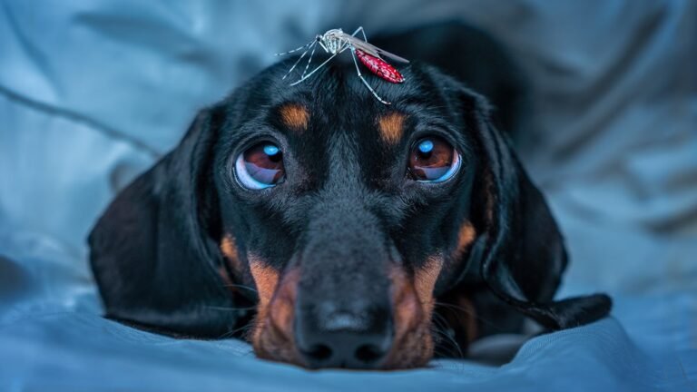Is Bug Spray Safe for Dogs? What to Know to Keep Pups Safe.