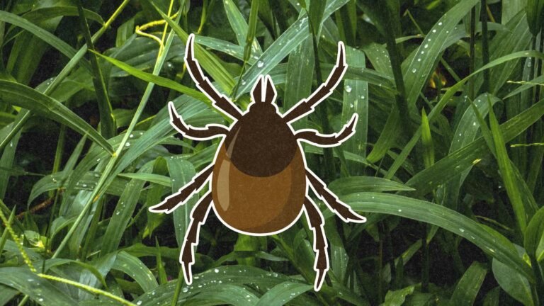 How to Remove a Tick Safely and Avoid Lyme Disease