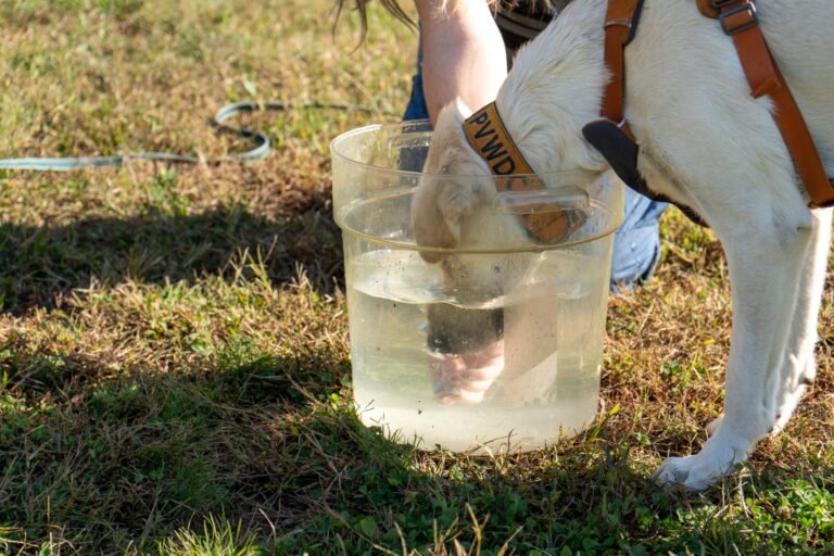 A Simple Bucket of Water Could Save Your Dog From Heatstroke