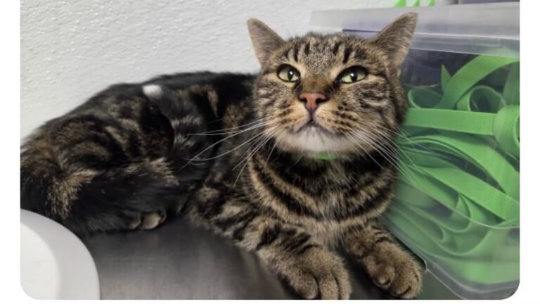 A Cat Survived 39 Days Near Colorado’s Great Sand Dunes