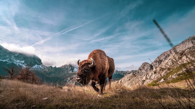 Aggressive Bull Bison Attacks Tourists in Yellowstone Campground