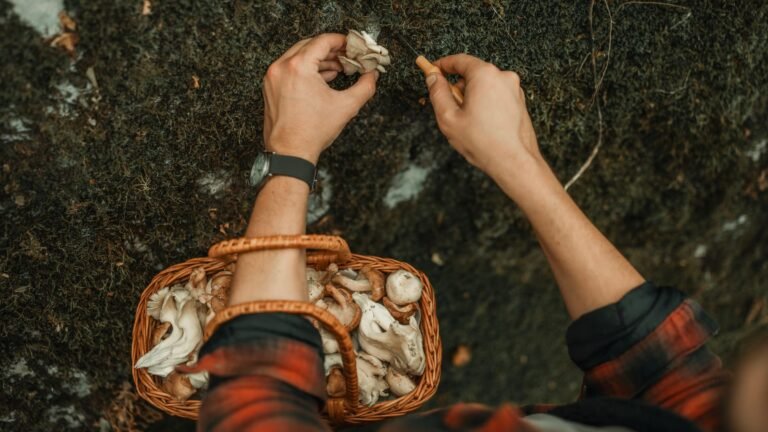 11 Hospitalized After Eating Foraged Mushrooms Near Yellowstone