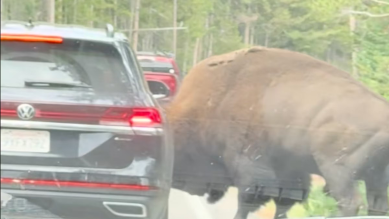 A Yellowstone Bison Just Attacked an SUV