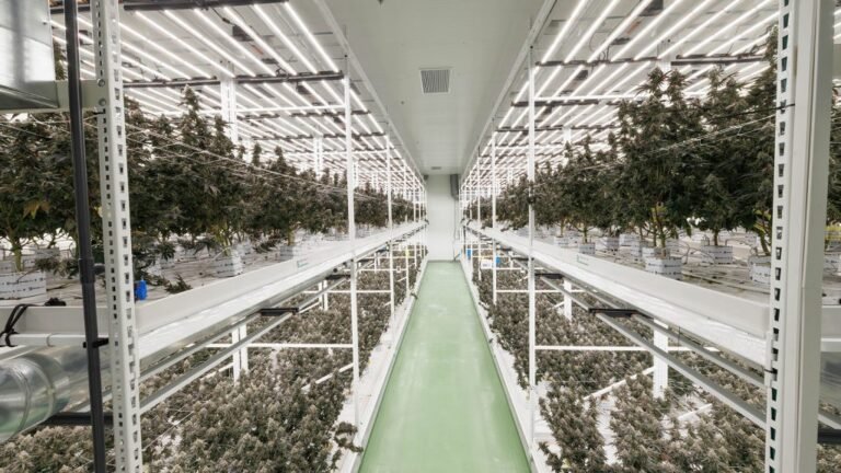 Getting started with cultivating cannabis in European markets