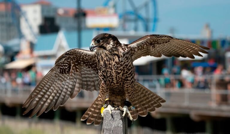 This New Jersey Beach Town Hired Falcons to Patrol Its Boardwalk
