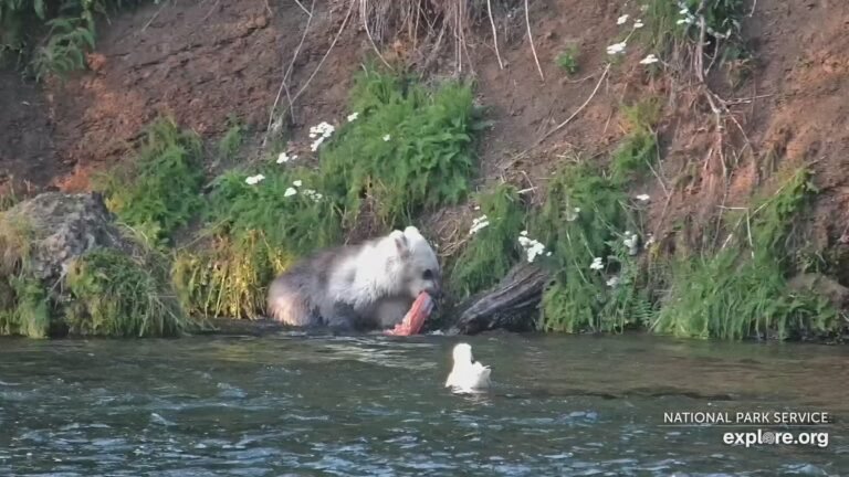 Is It a Pizzly Bear?