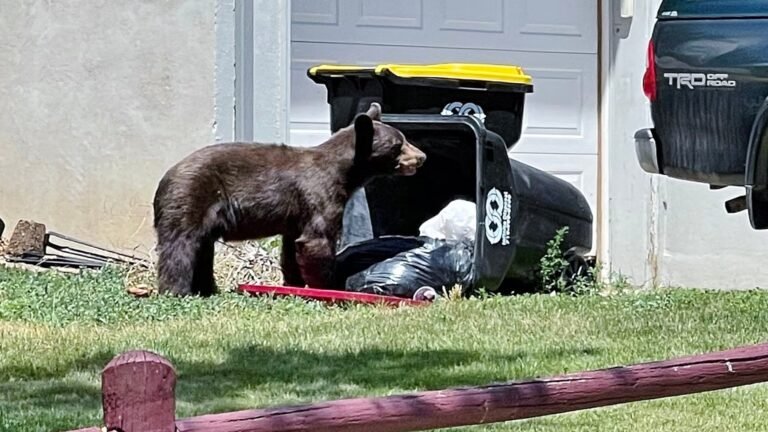 Colorado Bear Euthanized After Human Trash Blocks Intestines