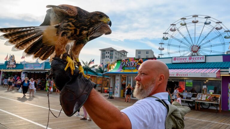 Falcons Keep Ocean City, New Jersey Safe from Seagulls
