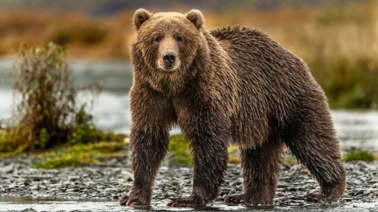 Bear Viewing on Kodiak Island: Kodiak Brown Bear Center