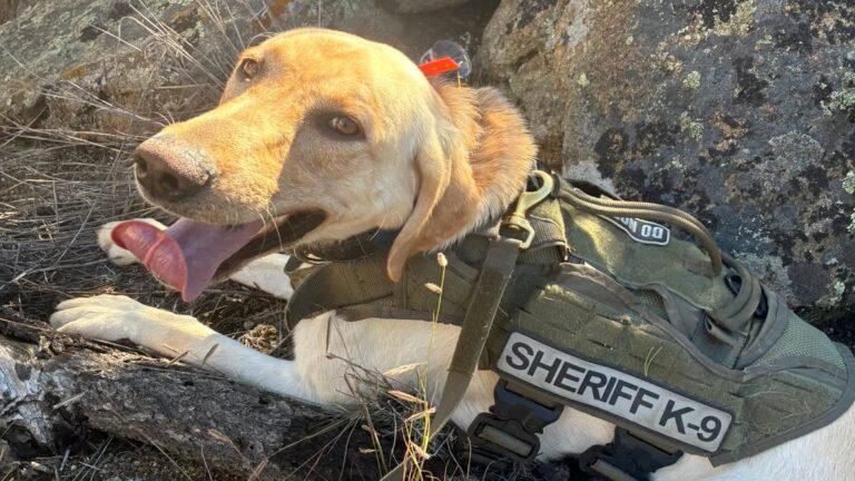 Archie the Dog Finds Three Missing Kids in Colorado