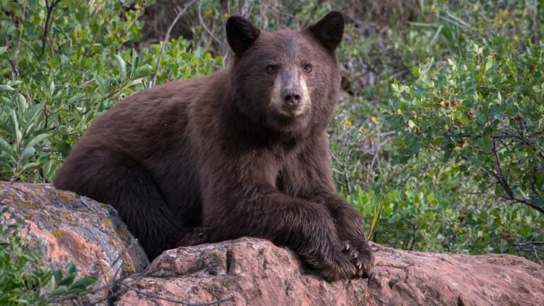 Why Colorado Bear Encounters Are Spiking This Year