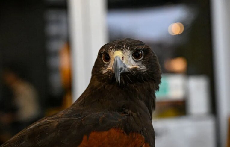 A Ford Plant Had a Pigeon Problem. So They Hired El Charro.