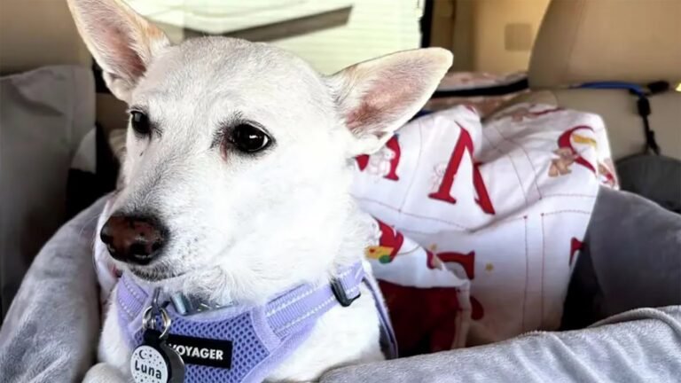 Yellowstone Rescuers Saved a Dog Missing for 34 Days