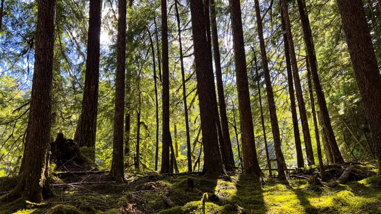 How Detectives Used Tree DNA to Bust Timber Thieves