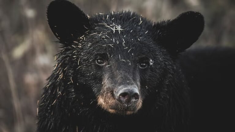 14 Black Bears Were Euthanized in Montana