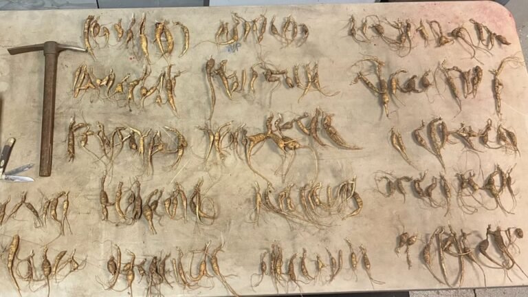 Nearly 700 Poached Ginseng Roots Recovered in Great Smoky Mountains